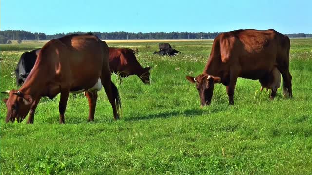 cow in the field|| cows farm ||how to grow