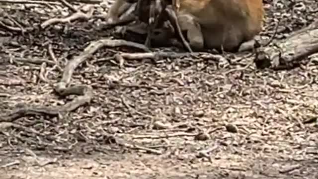 Deer Blocks View of Baby