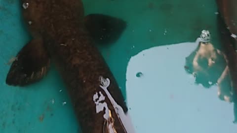 A Giant Lake Eel Caught By A Fisherman