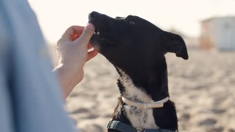 Feeding a Dog on a Beach