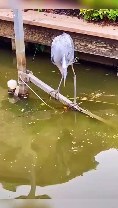 This bird catches bigger fish than I do!