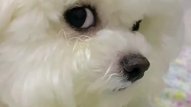 cutie baby animal with cute moment eye