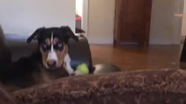 Dog Tries Not to Bark