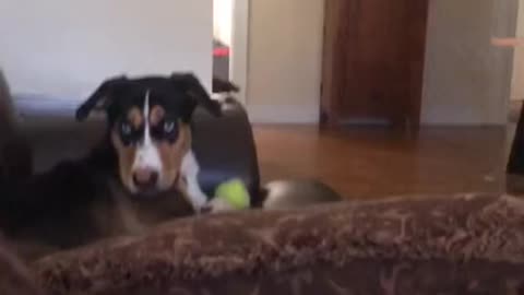 Dog Tries Not to Bark