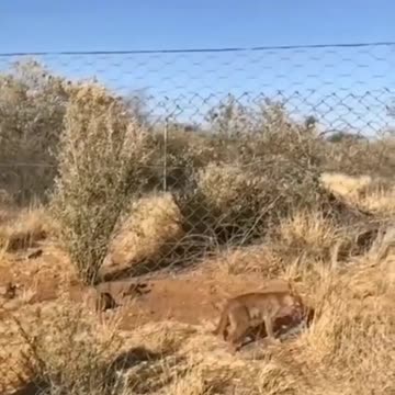 top 2 video | wildlife animals | funny animals video