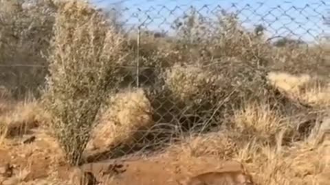 top 2 video | wildlife animals | funny animals video