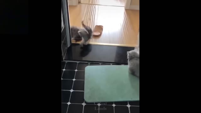 Fast and Furious Cat - Cute Cat Speeding up