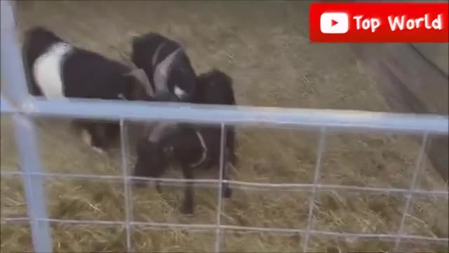 Goats Screaming Like Humans, Try Not to Laugh 🐐 😲 😀 😂 🤣 February 2021 Compilation