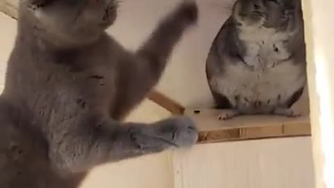 Chinchilla fighting with cats 2