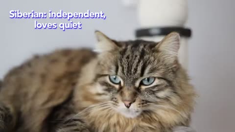 life Maine Coon Cat vs Siberian Cat