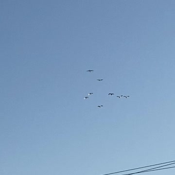 Canadian Geese illuminated