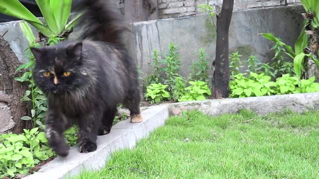 A Cat Walking On A Garden Plant Box