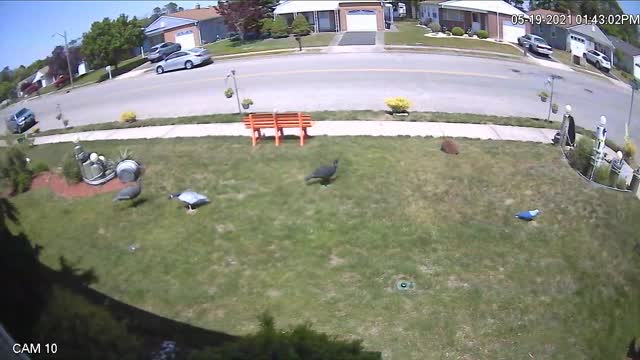 Microburst of Wind Tears Through Lawn Ornaments