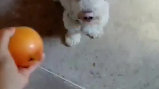 Poodle is very fond of mango Puppy