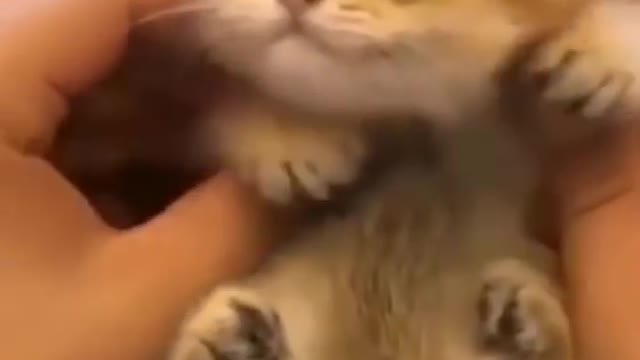 Funny videos, Cute animals fail 2021, Funny Animals and Cute Pets Compilation sweet cats