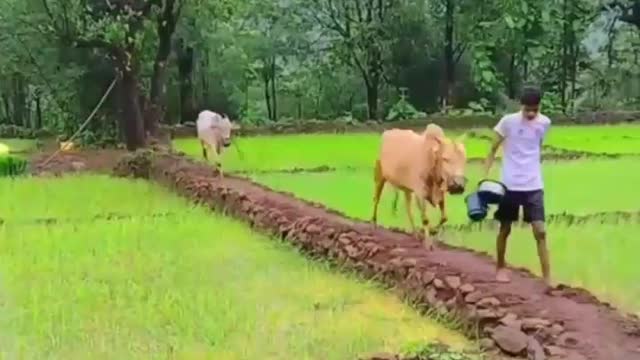 बैलगाडा प्नोमी