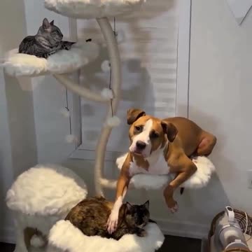 Doggy decided to identify as cat 🤣🤣