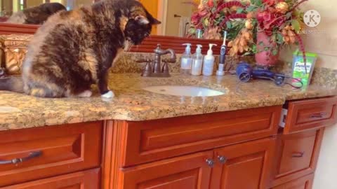 Cat really doesn't want to share treats with huge puppy.