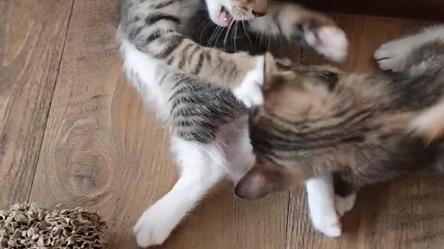 Play two cute little kittens
