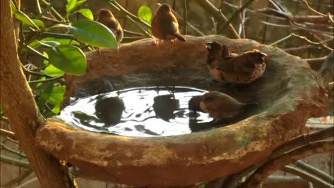 Splashes in the Shungite birdbath - July 2021