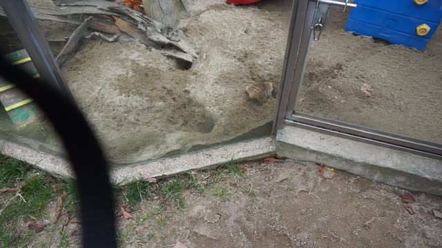 Meerkat digging