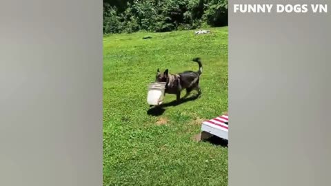 funny video dog