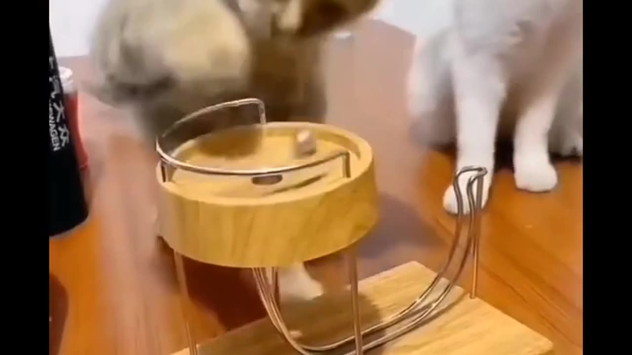 Funny Animals Acts