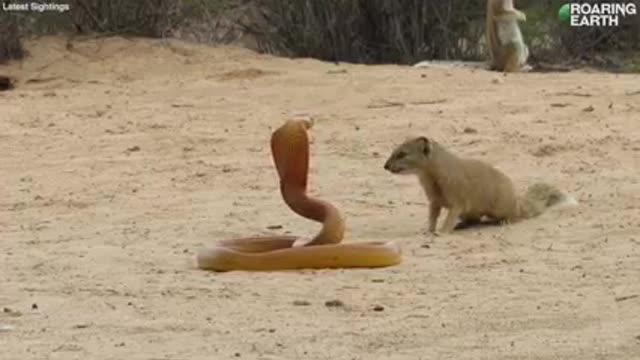 When a venomous Cape cobra gets too close to the squirrel's young