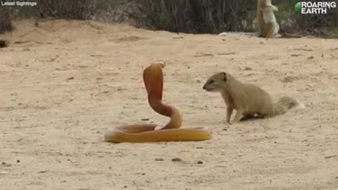 When a venomous Cape cobra gets too close to the squirrel's young