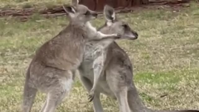 Kangaroo Love | Are they fighting or hugging? | #shorts