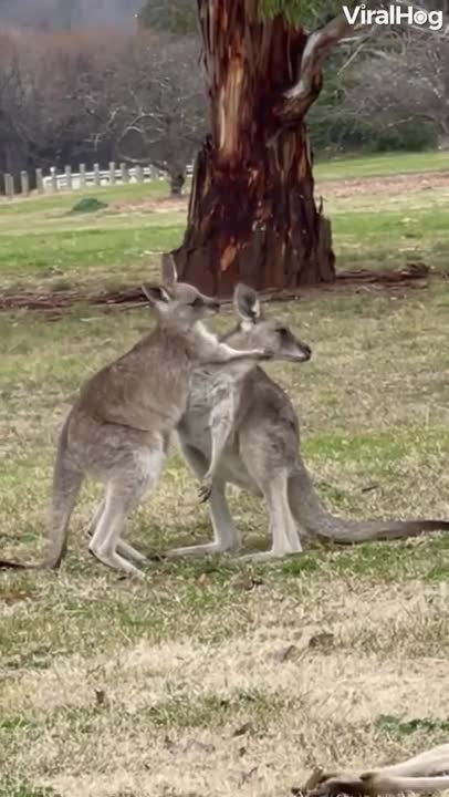 Kangaroo Love | Are they fighting or hugging? | #shorts