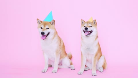 Cute shiba inu dogs with party hats - So funny