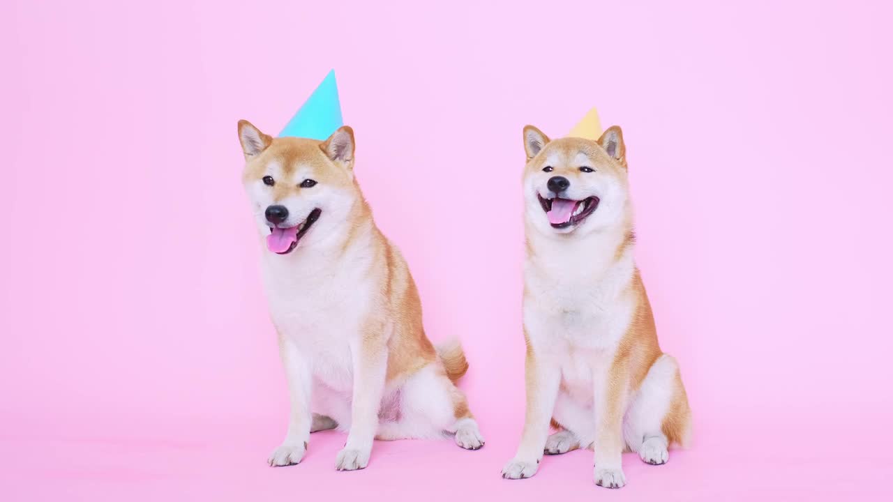 Cute shiba inu dogs with party hats - So funny