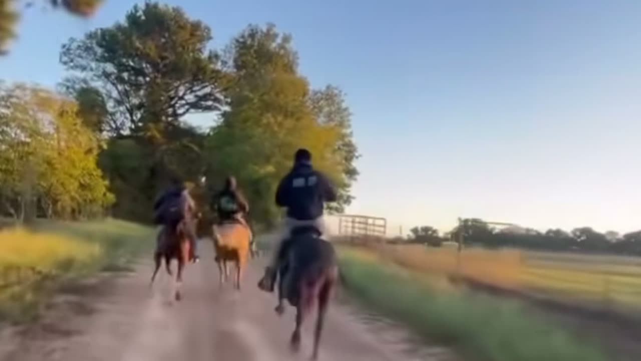 Gaited Horse vs Quarter Horse