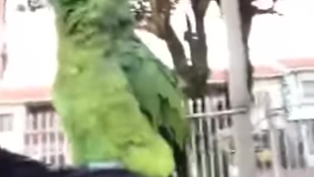 very cute talking parrot.