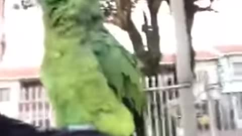 very cute talking parrot.