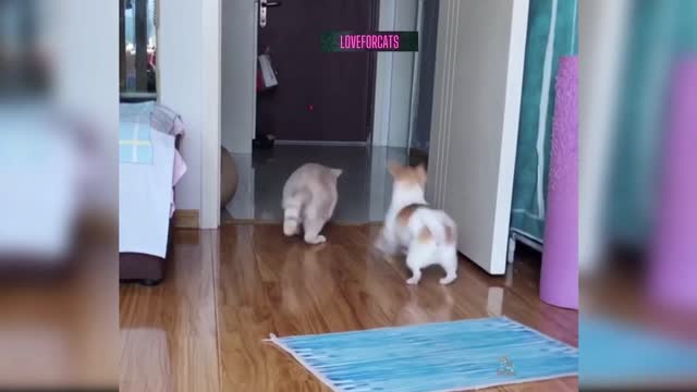 cat and dog crashed on each other 😂 to catch a prey🤪