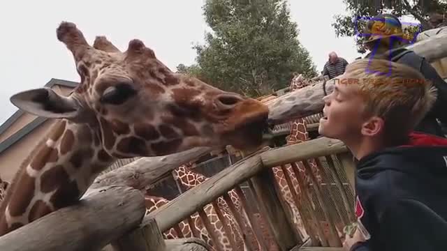 ZOO Animals are way Funnier!