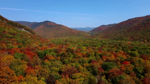 Fall forest Aerial