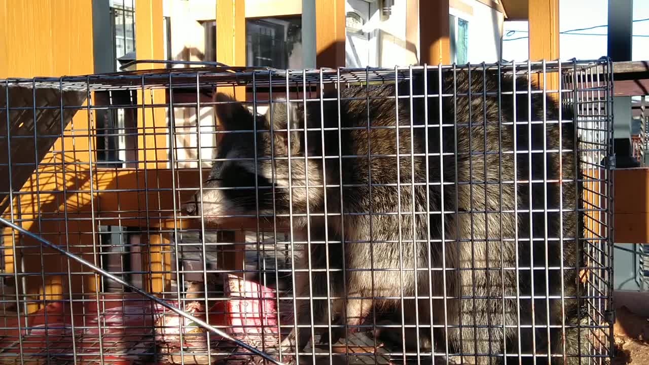 You Won't Believe this Raccoon can Bark