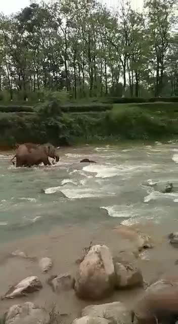 Mother elephant saves calf from drowning in India