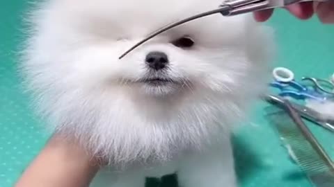 Cute funny dog