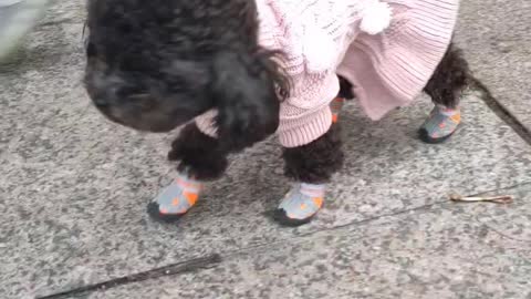 puppy