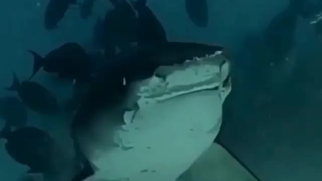 This is a beautiful and charming water-dwelling species