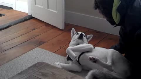 Funny - Lazy Dog Years