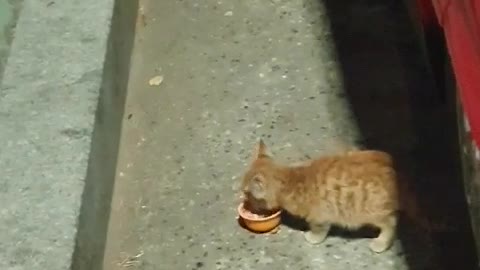 Feeding the baby cat