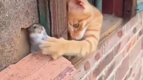Beautiful cat