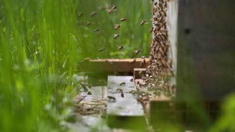 A lot of bee in from of nest