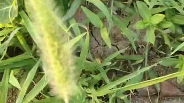 Dog's tail grass