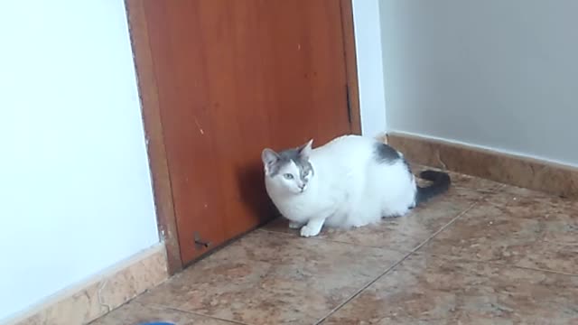 watching a cute cat